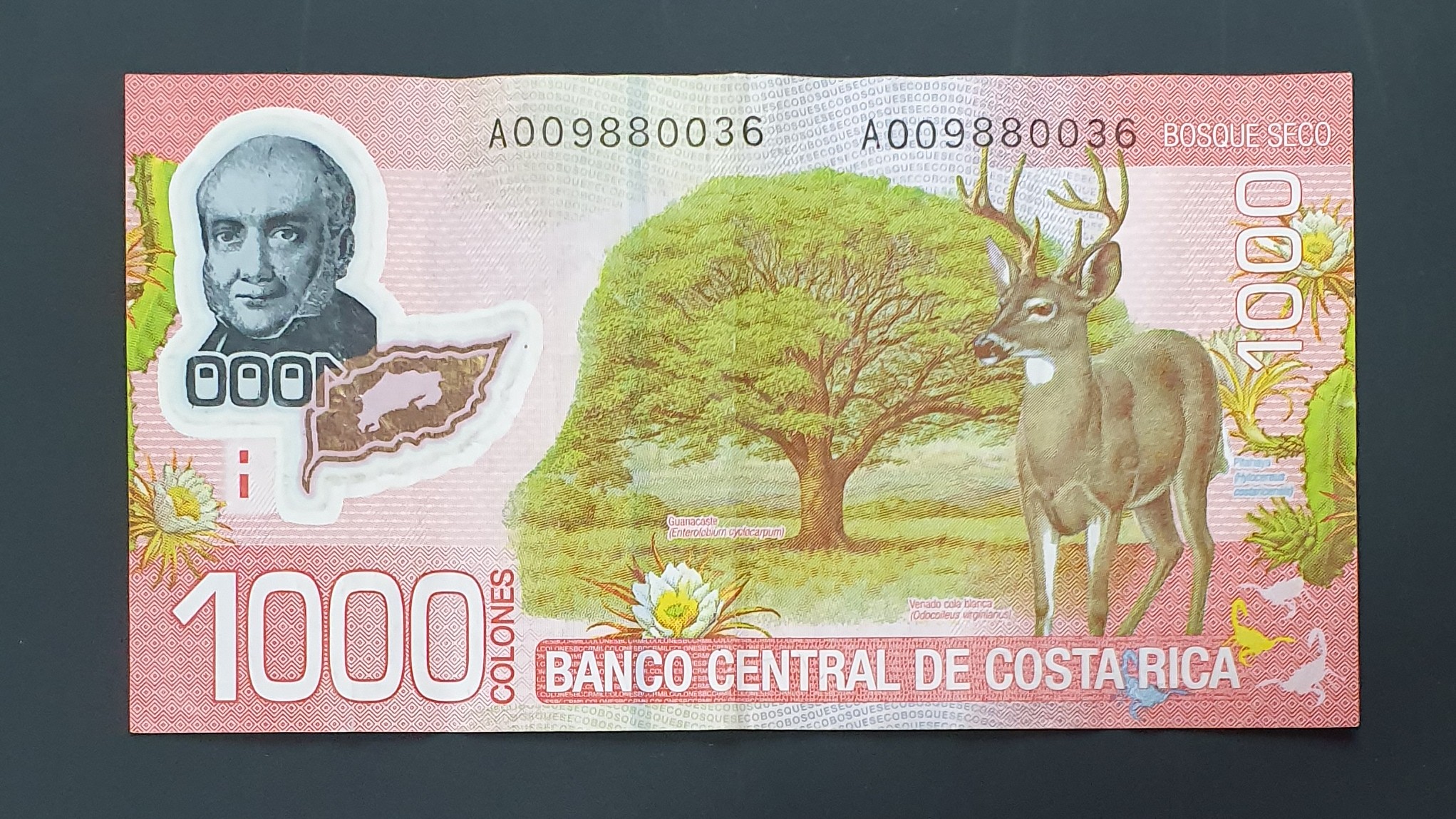 1000 Colon back