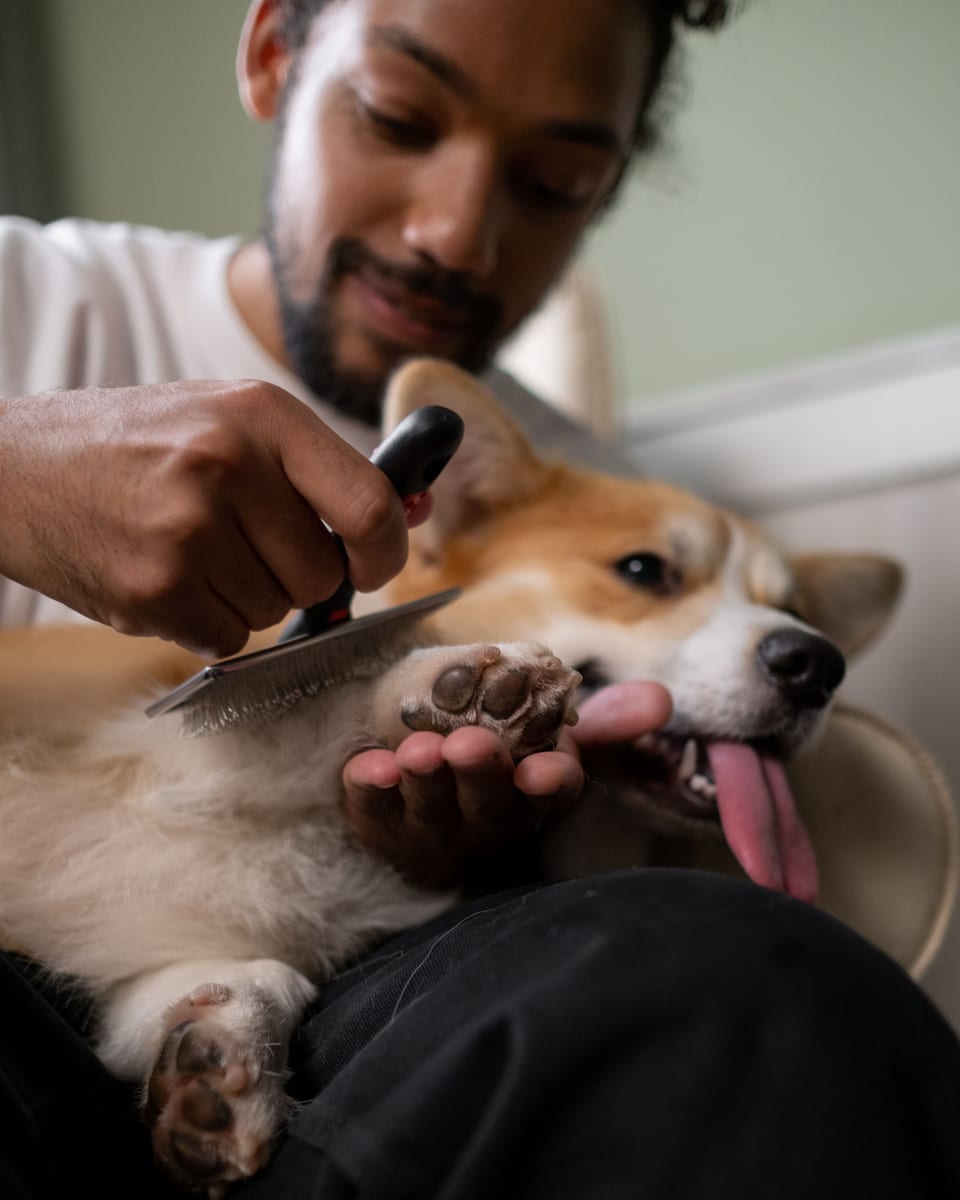 Toelettatura cane