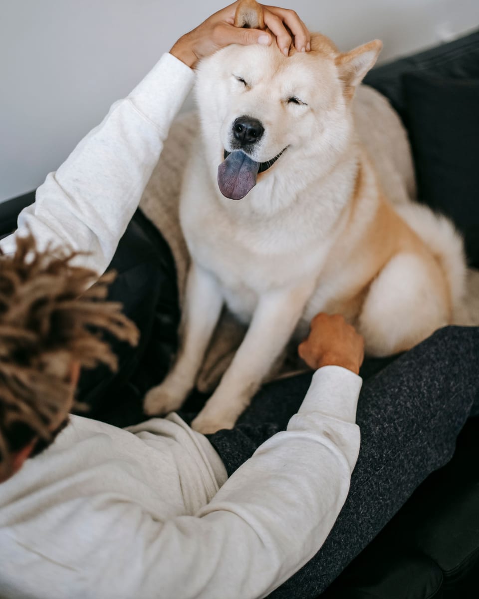 Toelettatura cane