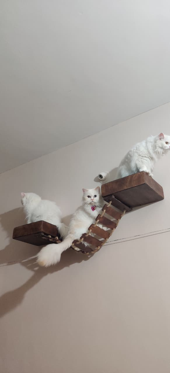 Pooja's Cozy Cattery