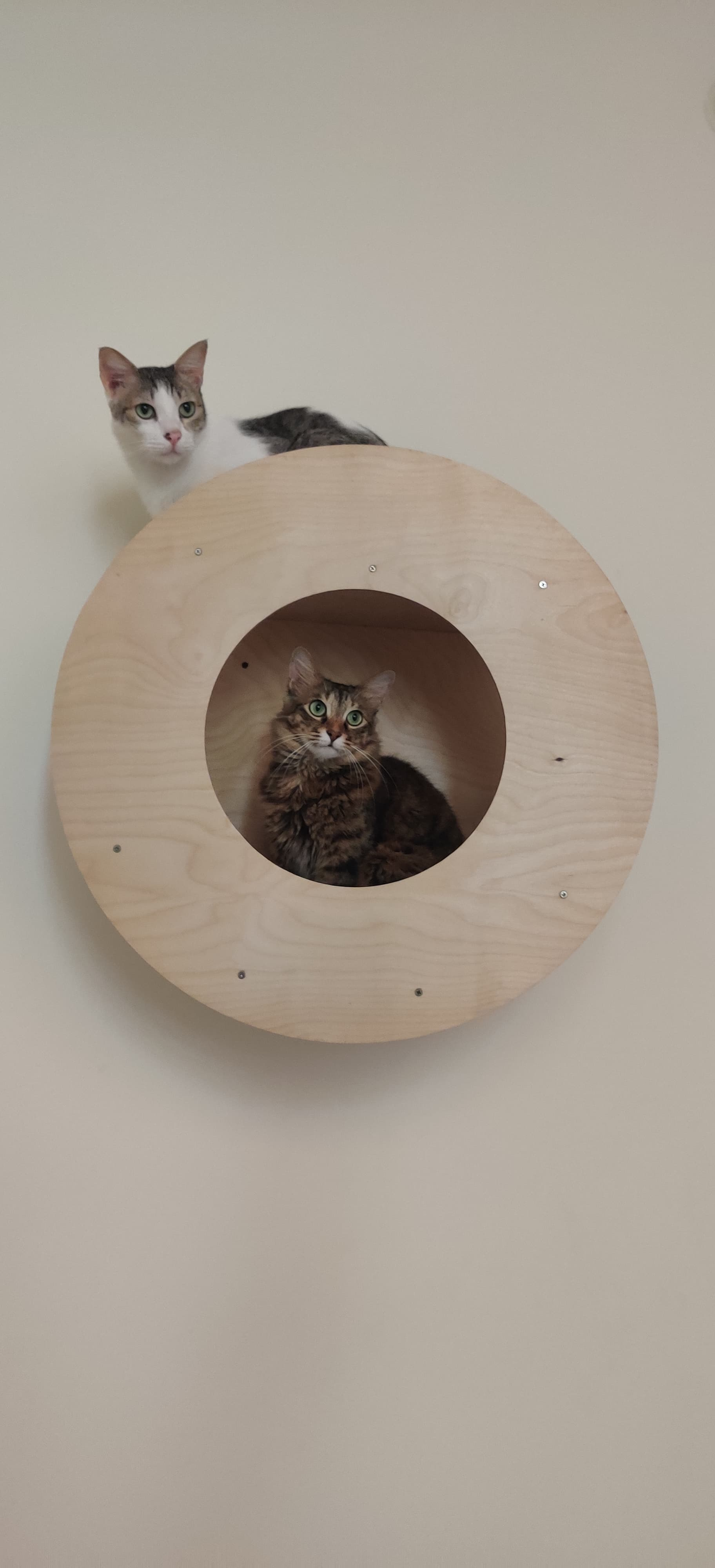 Pooja's Cozy Cattery