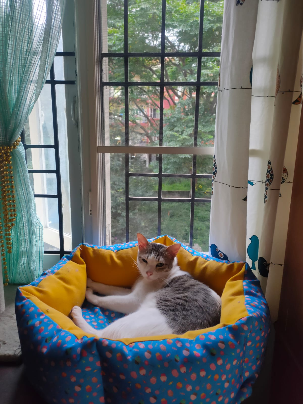 Pooja's Cozy Cattery