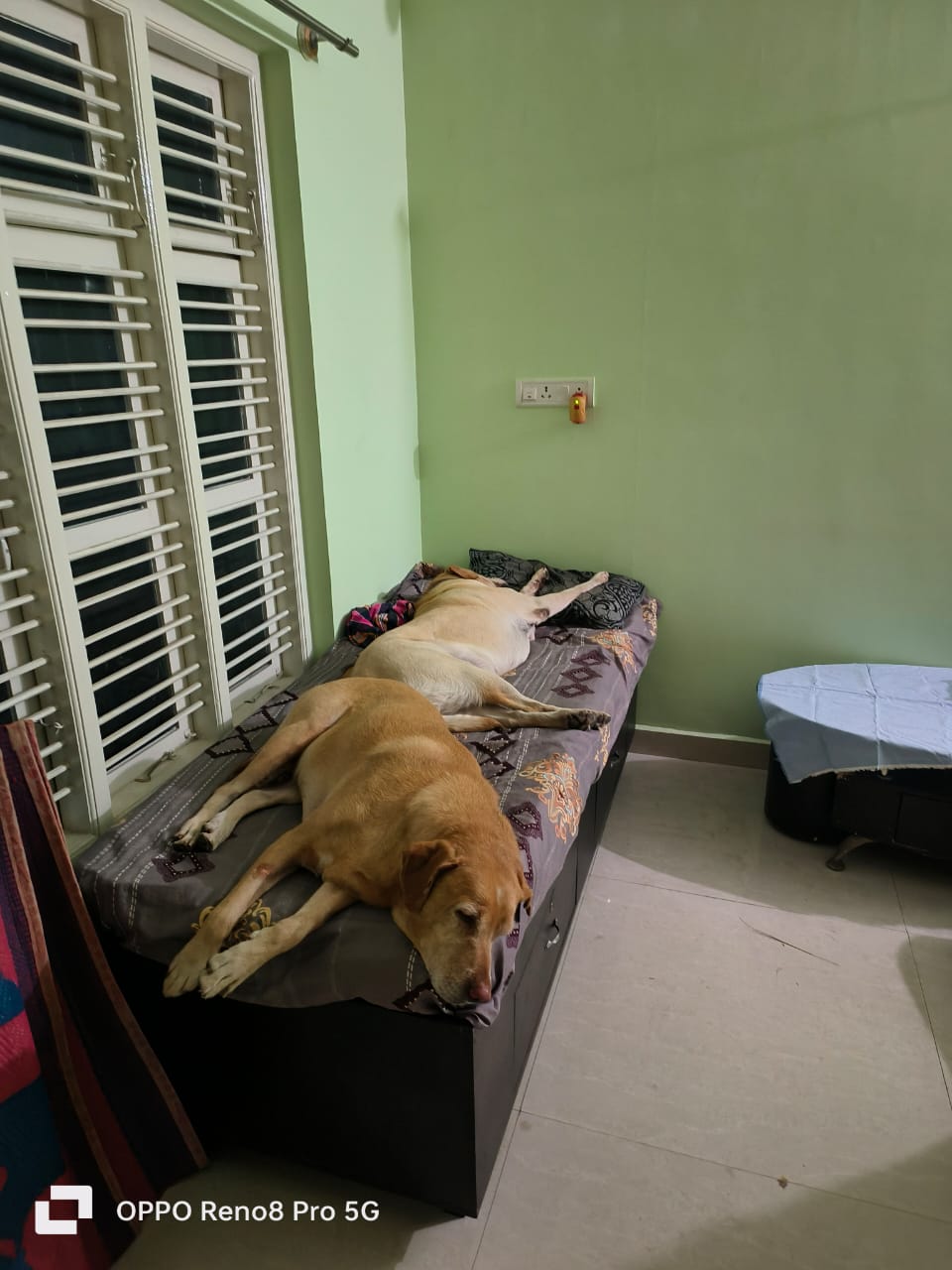 Shakthi’s Pet Home