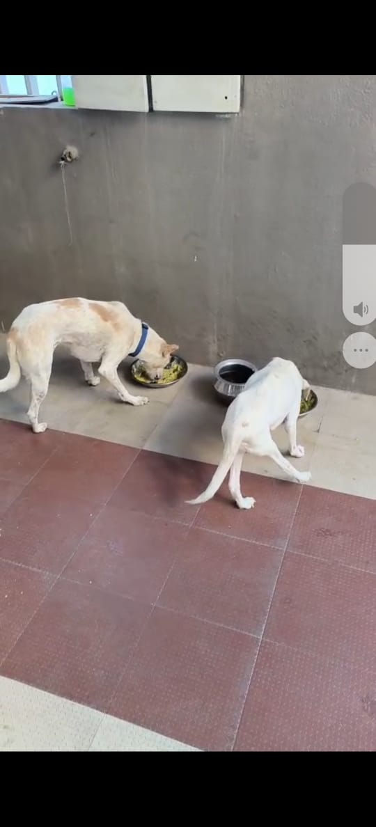 Shakthi’s Pet Home