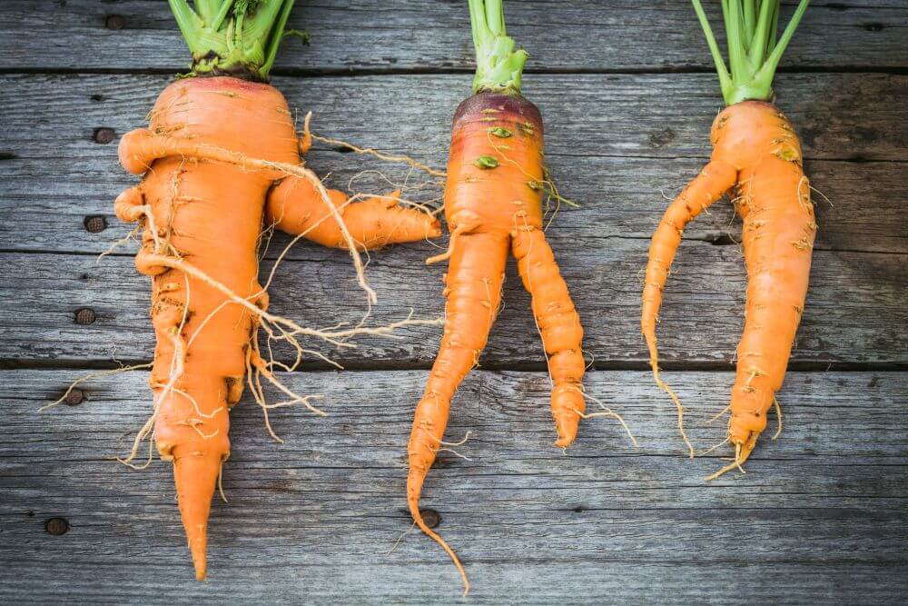 Good Food News - 10 August 2026