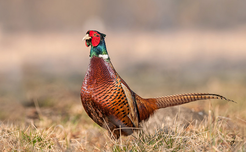 In season in October: pheasant, sloes and green hop beer