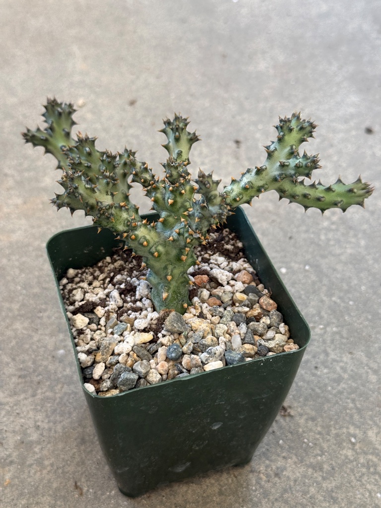 Edithcholea grandis view 3