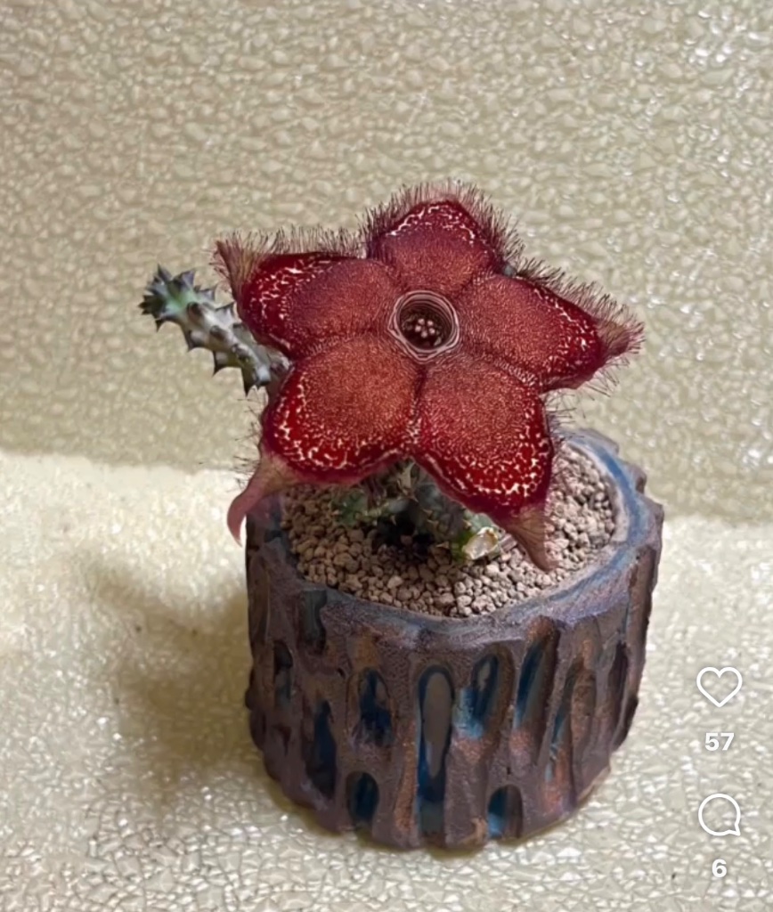 Edithcholea grandis view 5