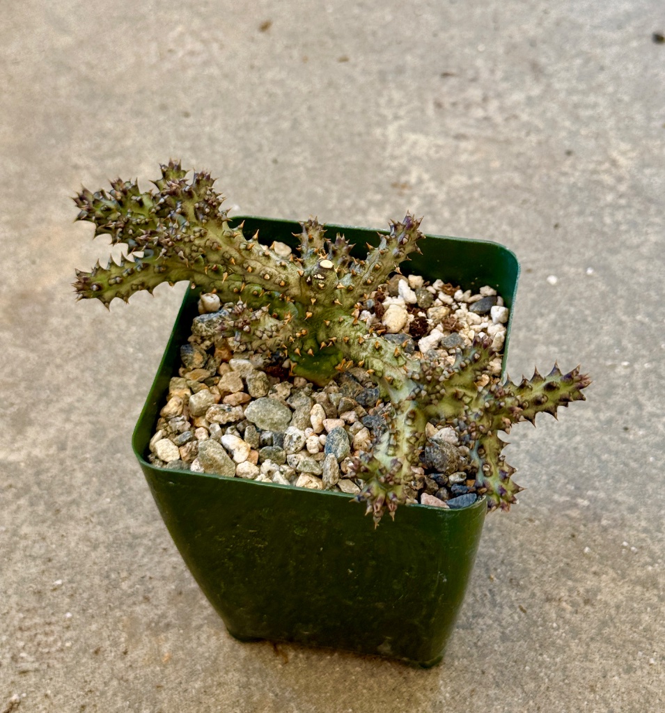 Edithcholea grandis view 4