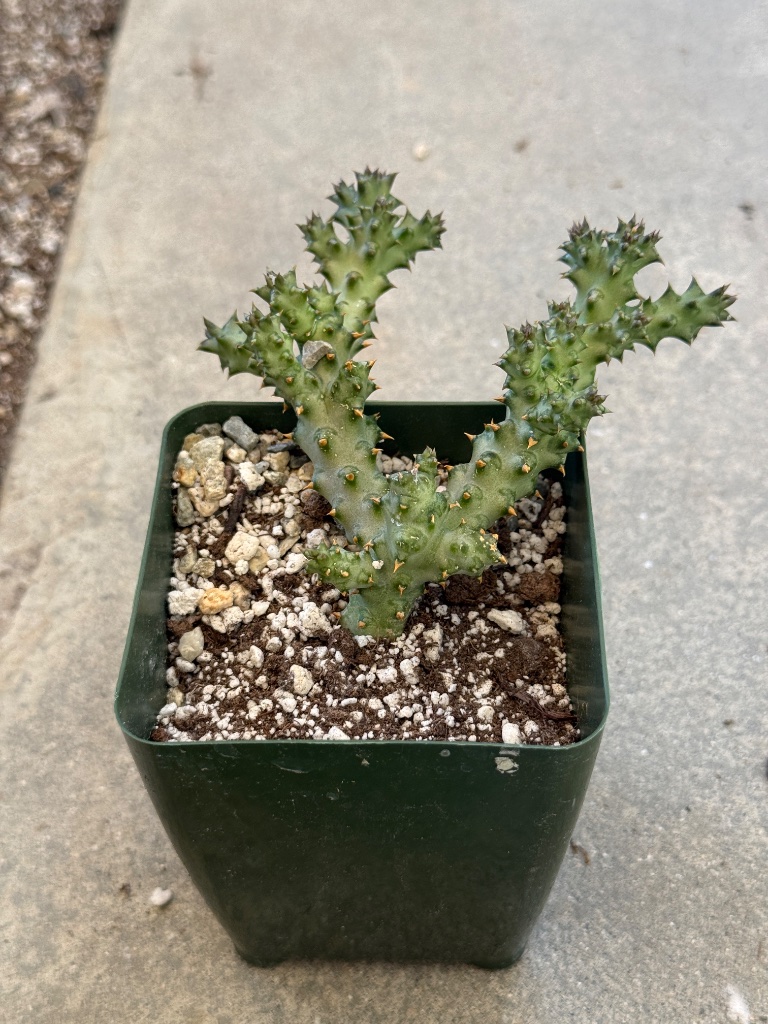 Edithcholea grandis