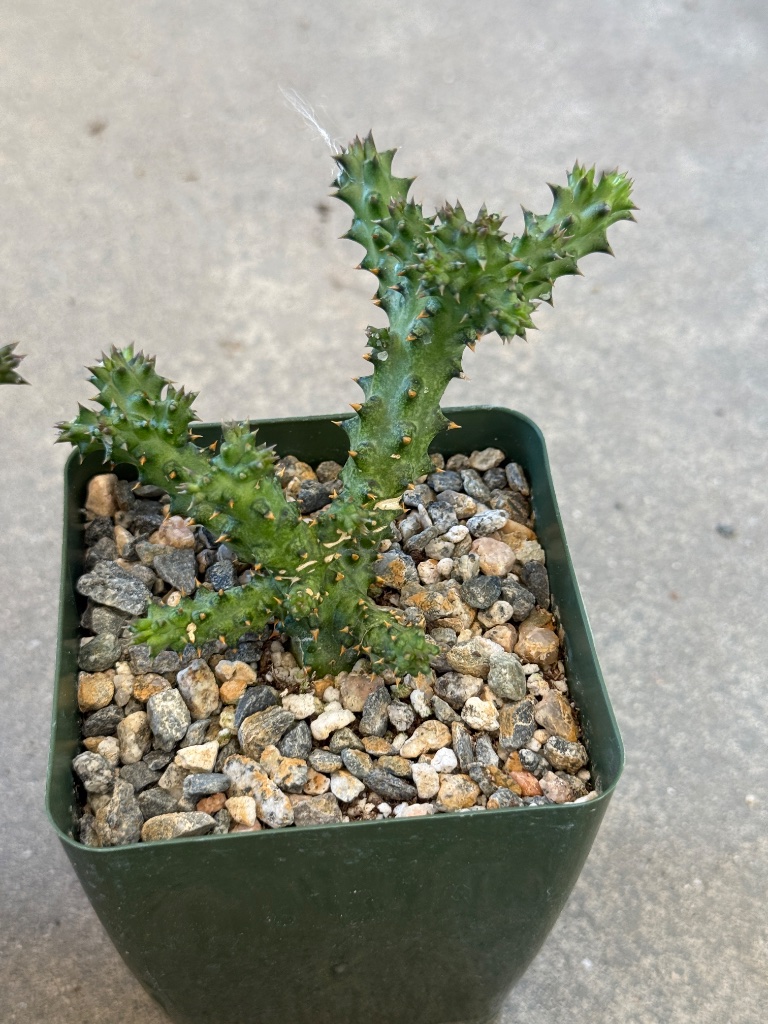 Edithcholea grandis