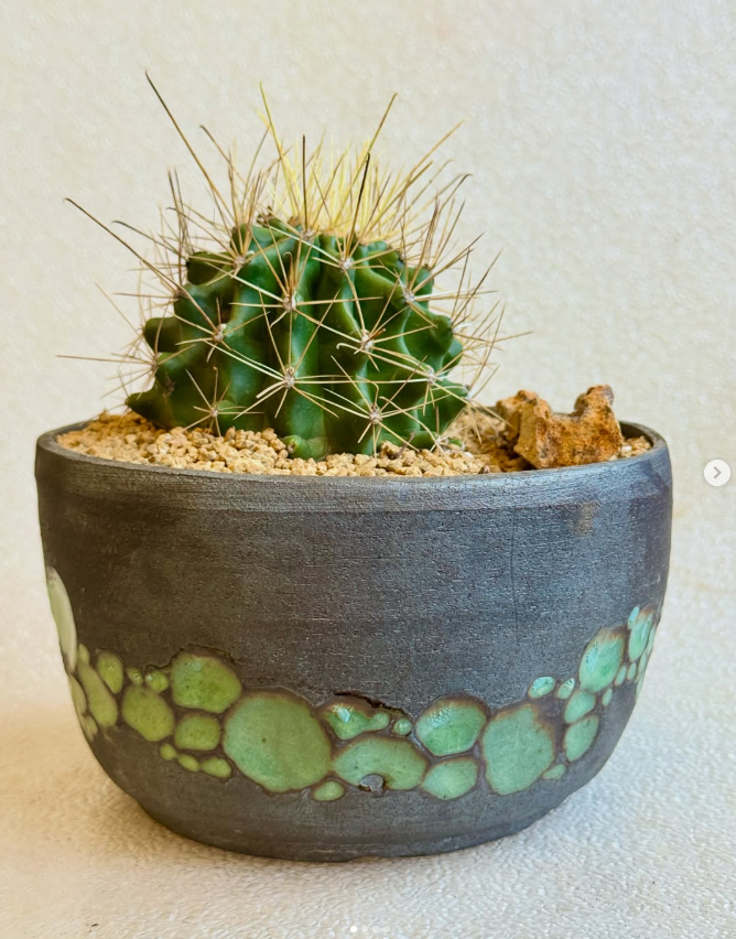 8"x4.5" planter with some really scared Druzy wood.