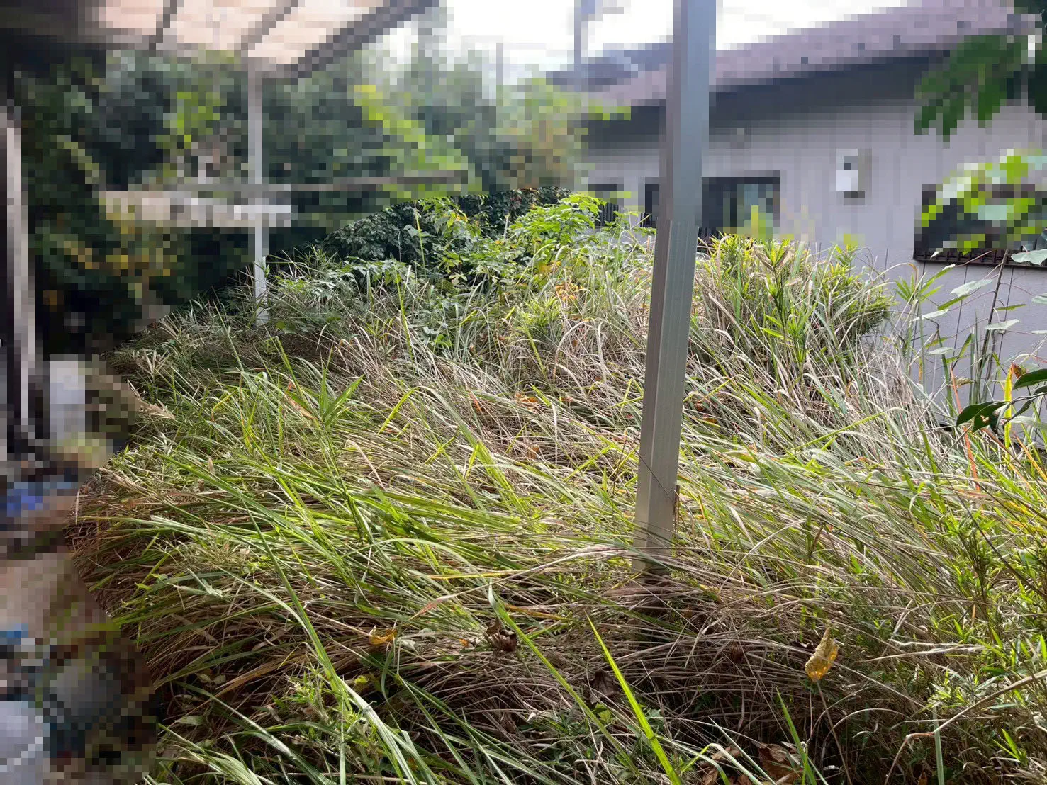 除草工事 施工前