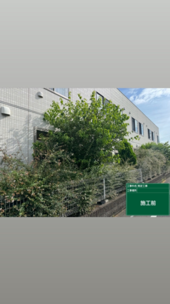さいたま市施設周り剪定工事 施工前