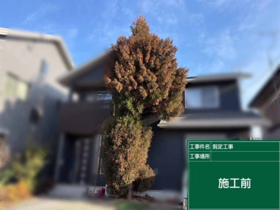 剪定工事 施工前
