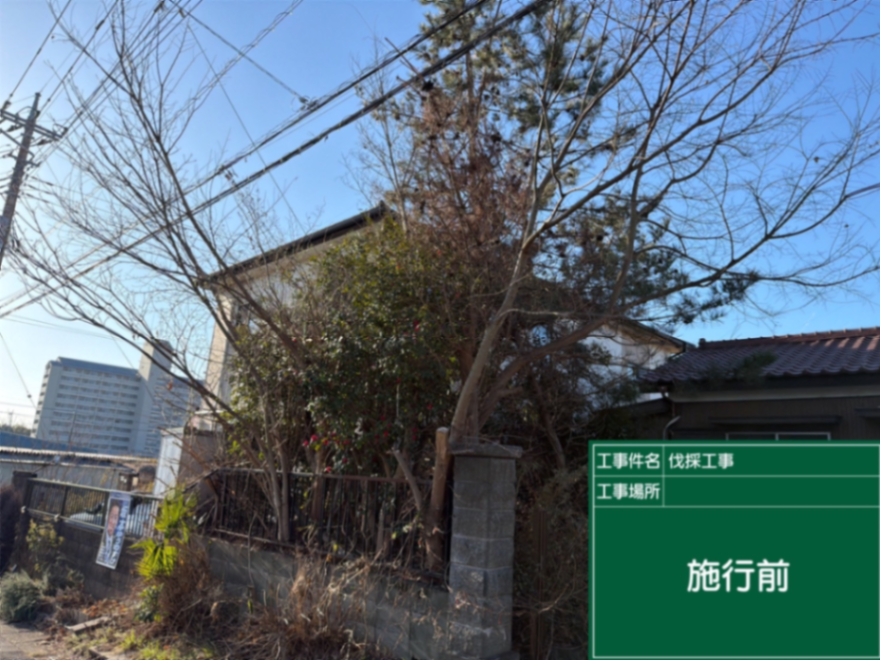 伐採工事 施工前