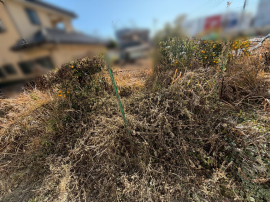 庭園伐採、除草工事 施工前