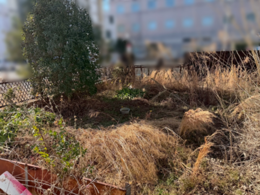 庭園伐採、除草工事 施工前