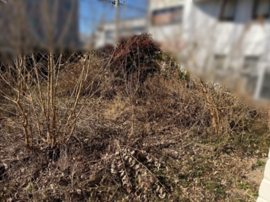 庭園伐採、除草工事 施工前