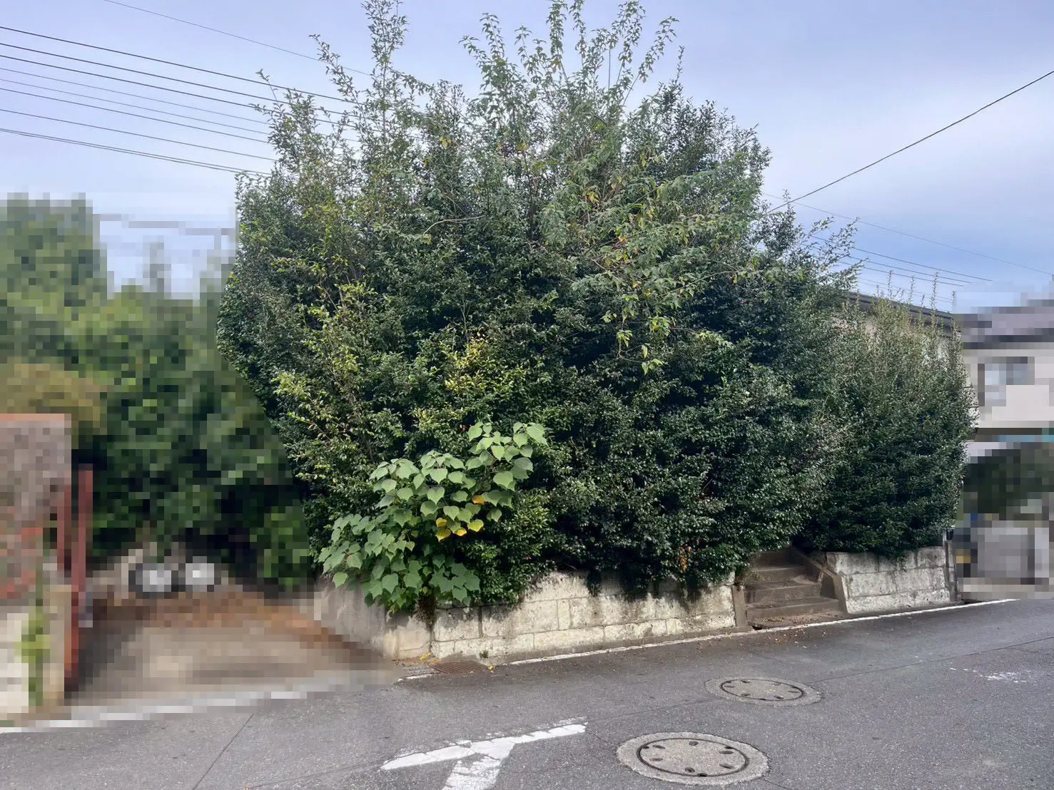 伐採剪定工事 施工前