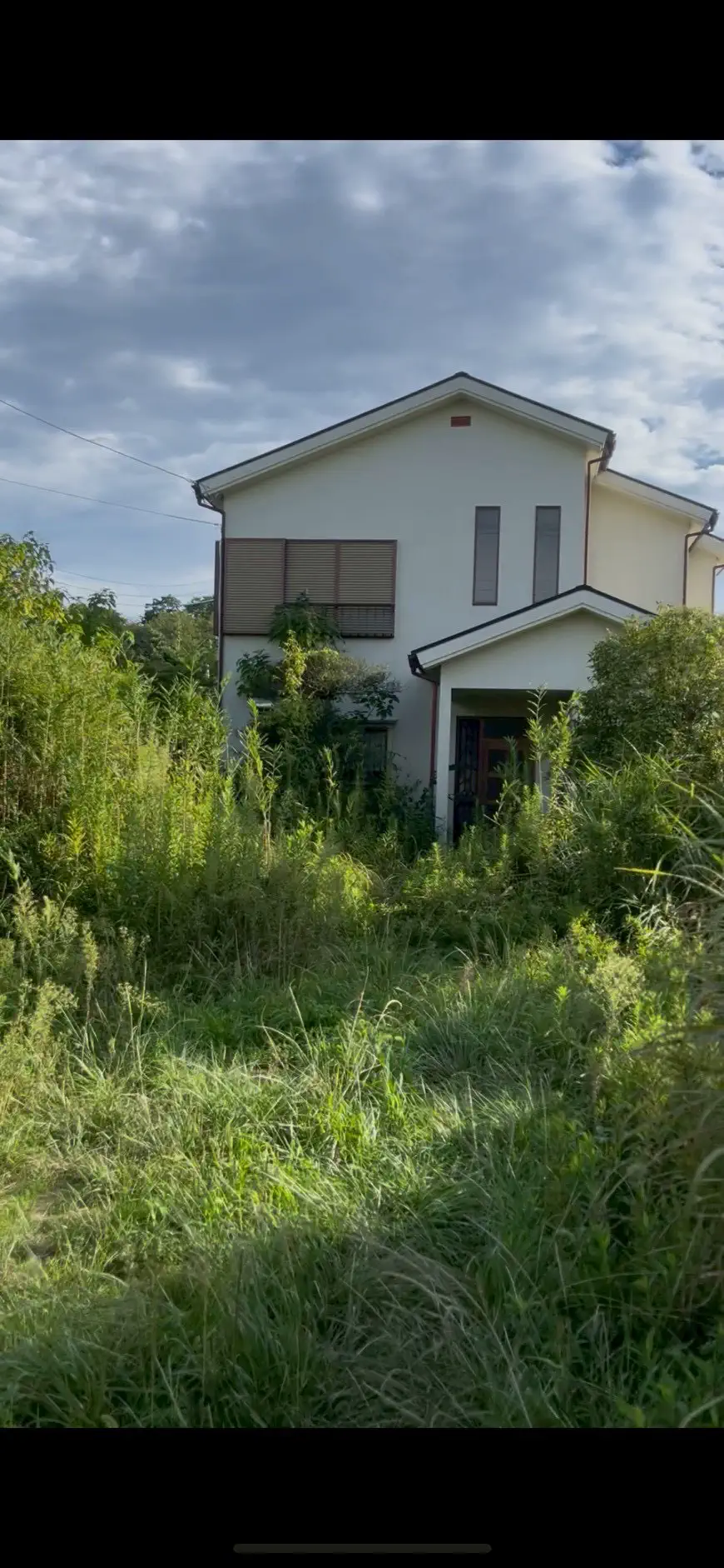 伐採剪定工事 施工前