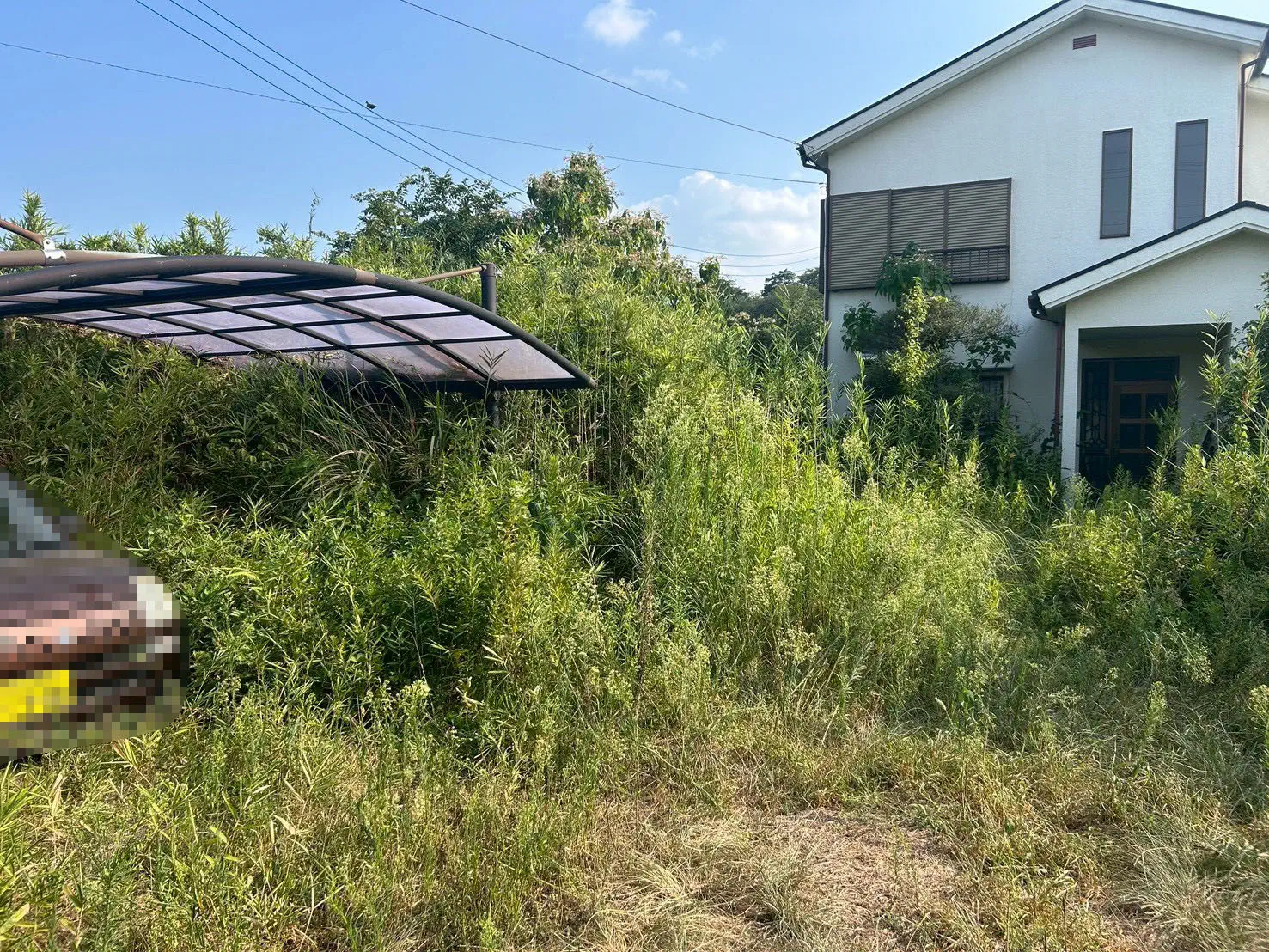 伐採剪定工事 施工前