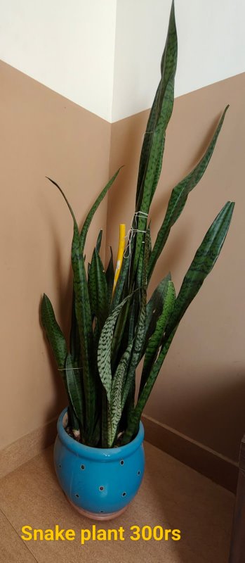Snake Plants