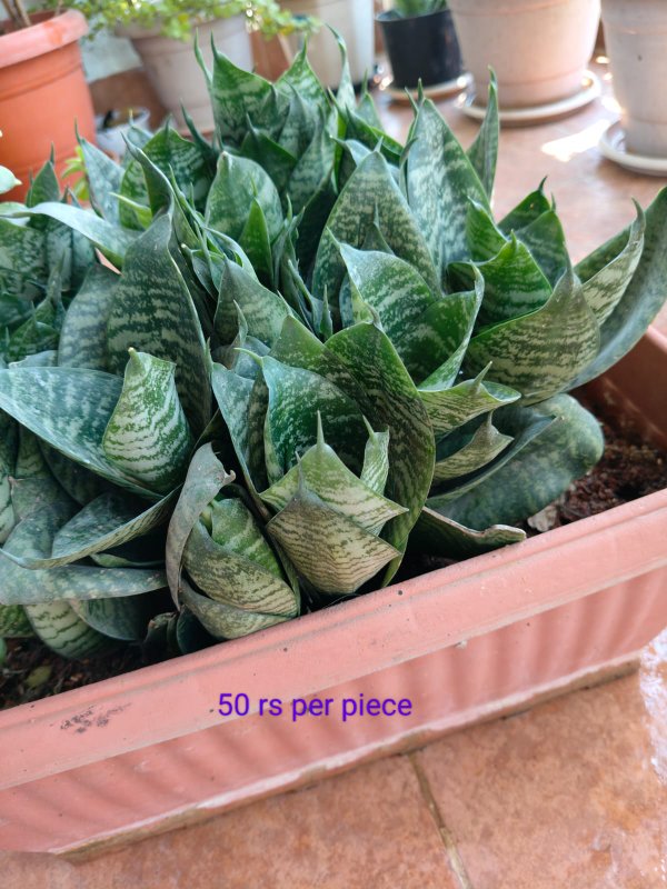 Snake Plants small
