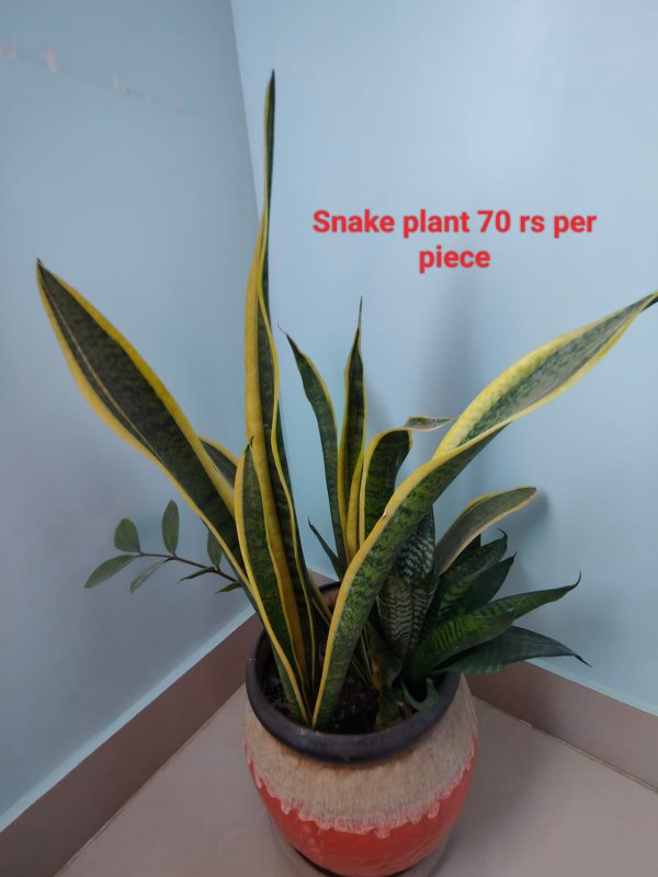 Snake Plants