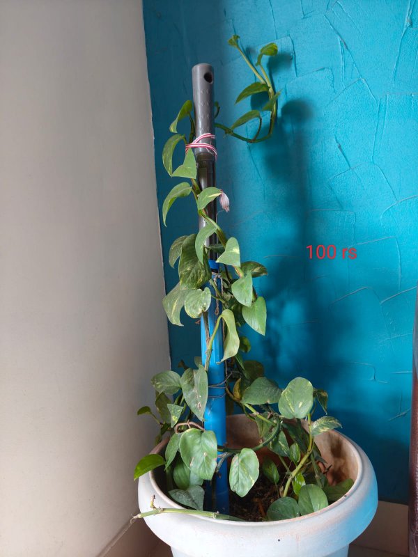 Pothos