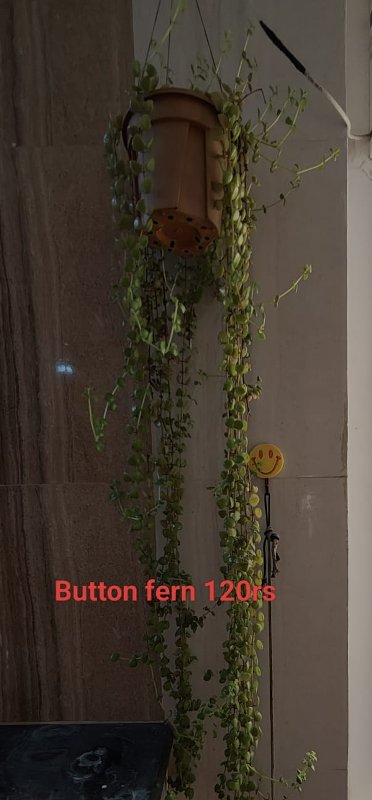Button Fern