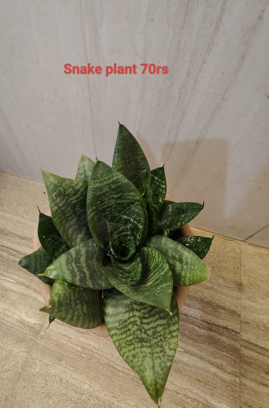 Snake Plants small