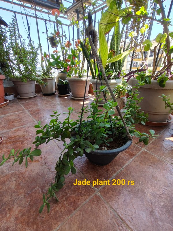 Jade plants