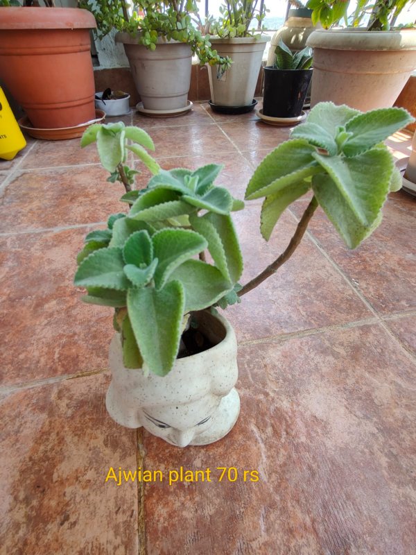African mint