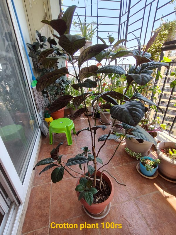 Organic plants — Artisan in Electronic City
