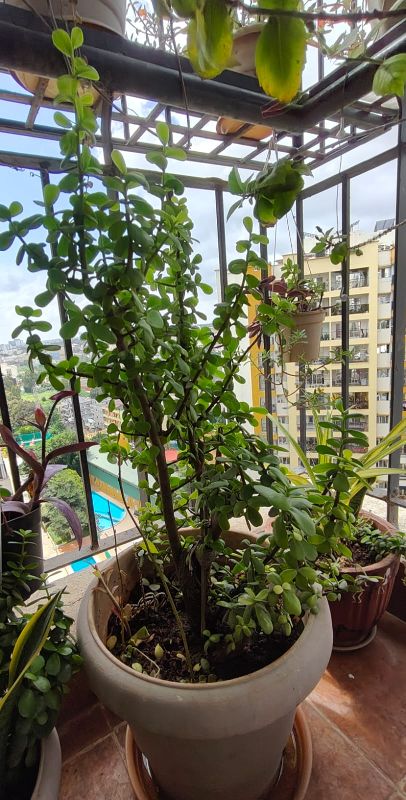 Jade plant