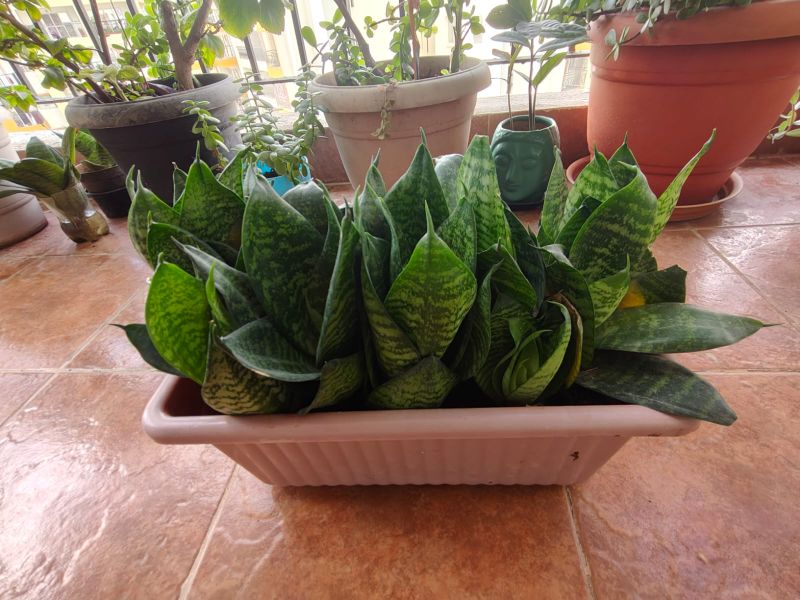 Snake plant