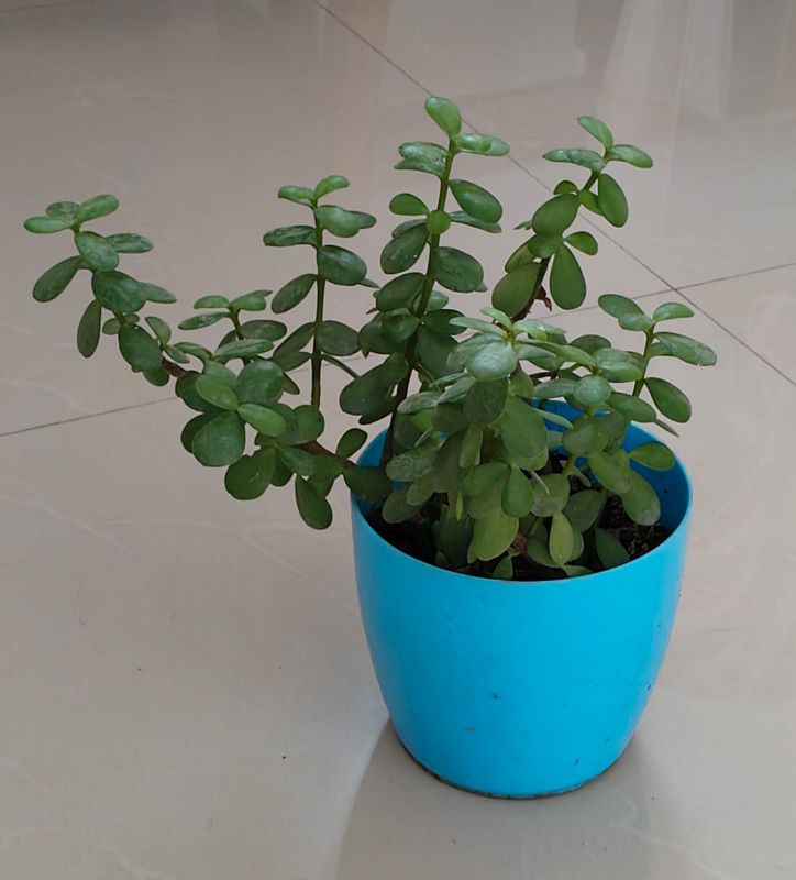 Jade