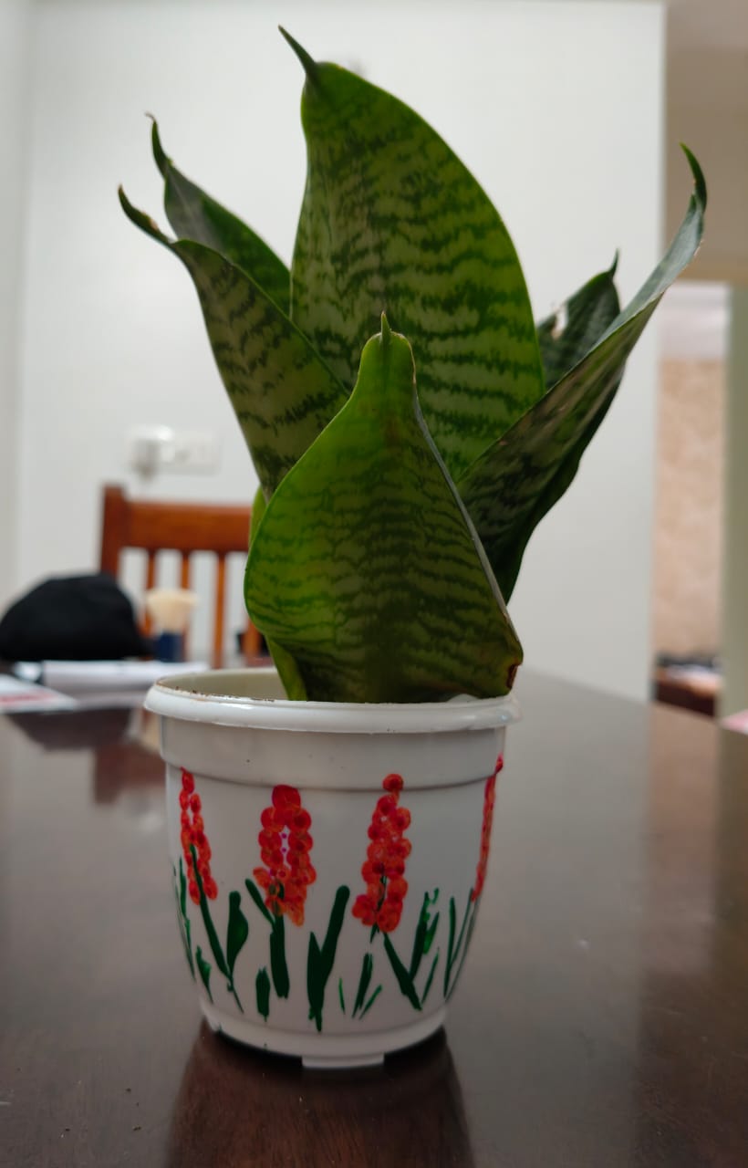 Snake plant