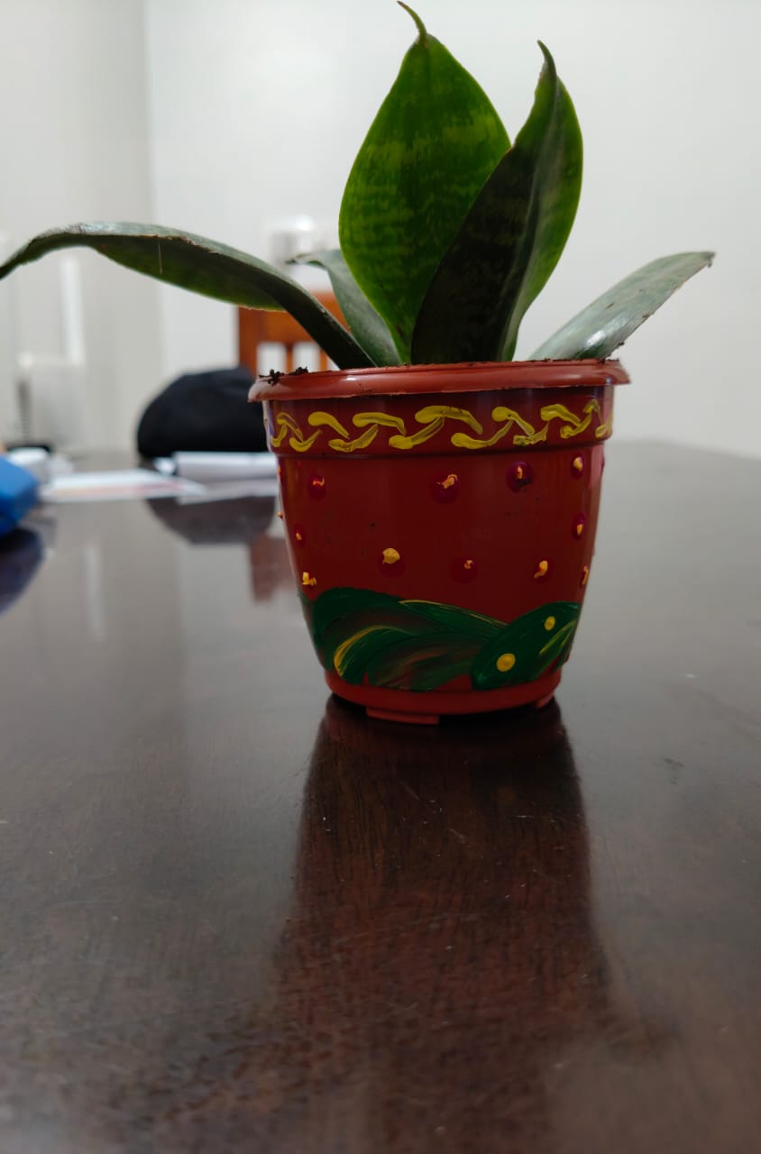 Snake plant