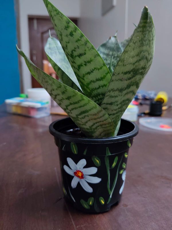 Plant with hand crafted pot