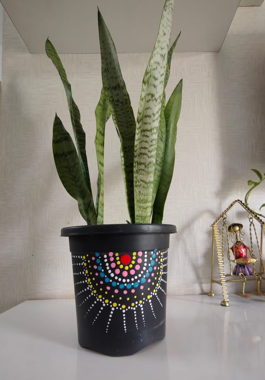 Long snake plant with hand crafted pot