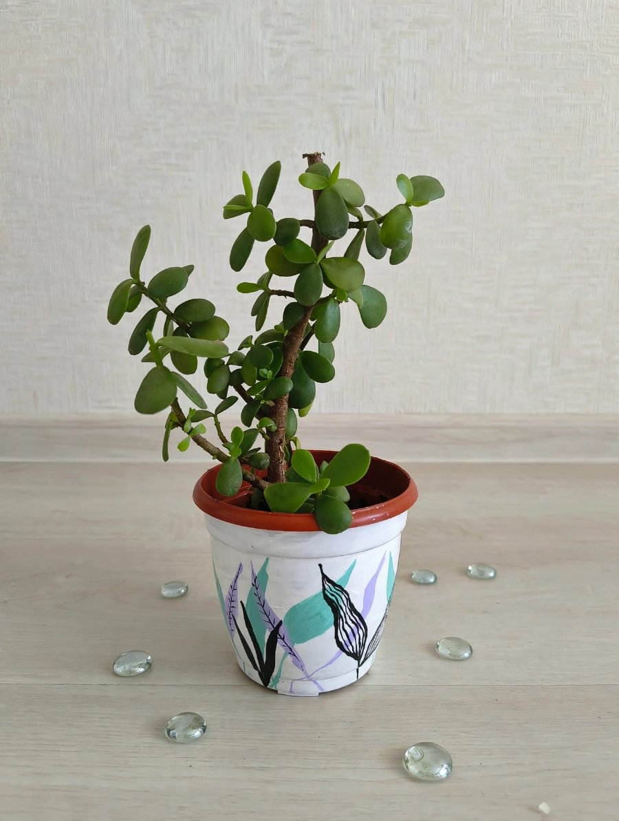 Jade plant with hand painted planter
