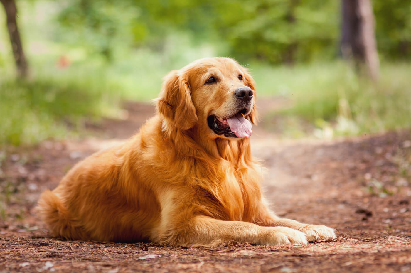 Golden Retriever Breed Guide: Temperament, History & Care in the UK