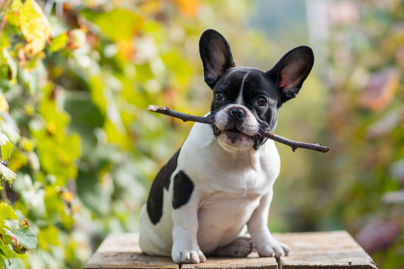 French Bulldog Breed Guide: Temperament, Health & Care for UK Owners