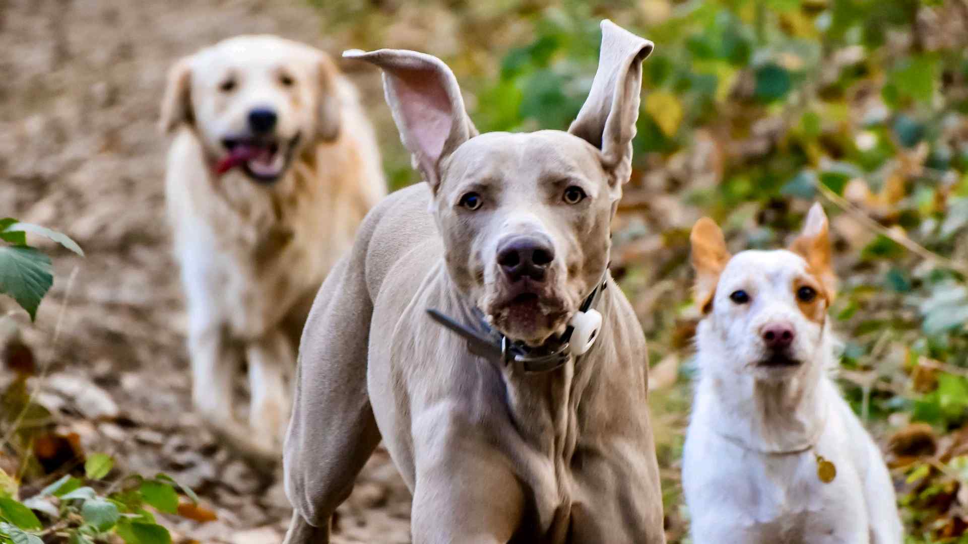 Image de JUCIE éducation canine 