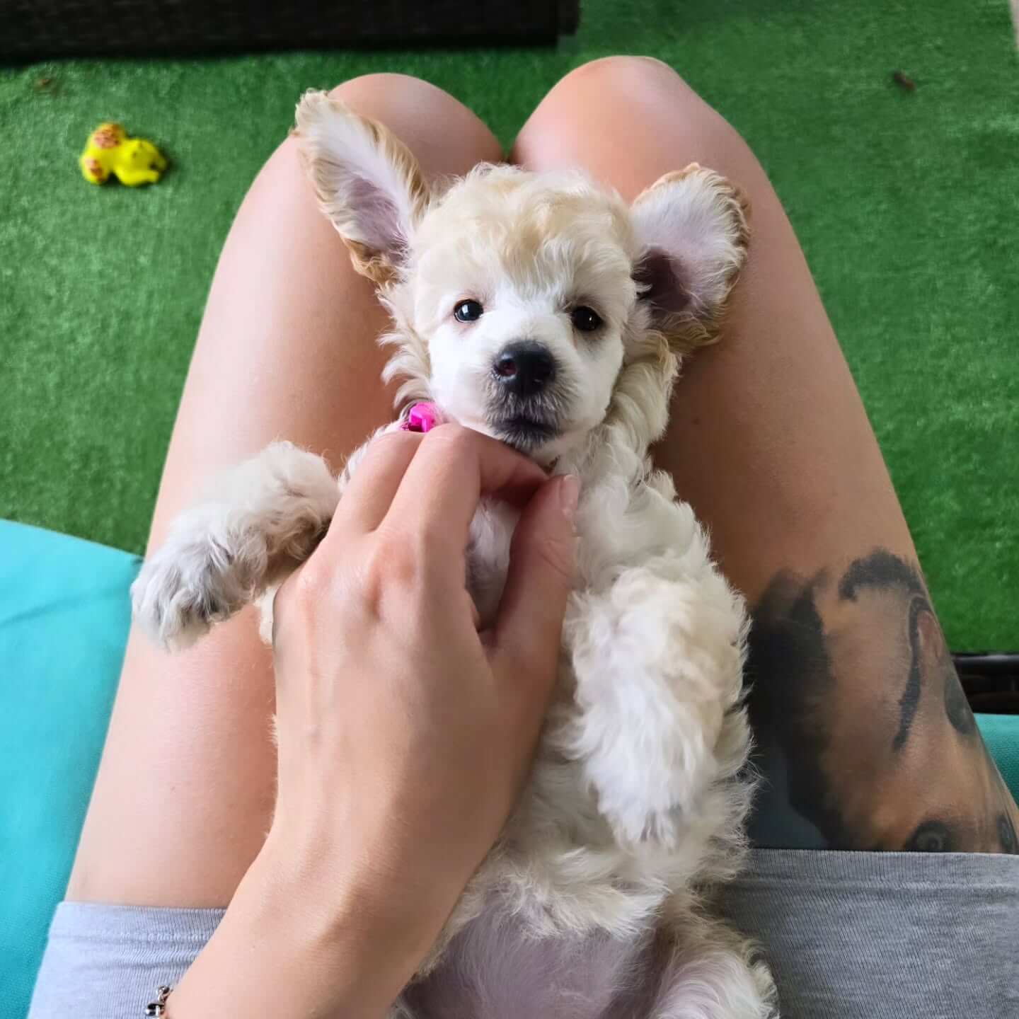 Mystic Estate day-in-life thumbnail 3