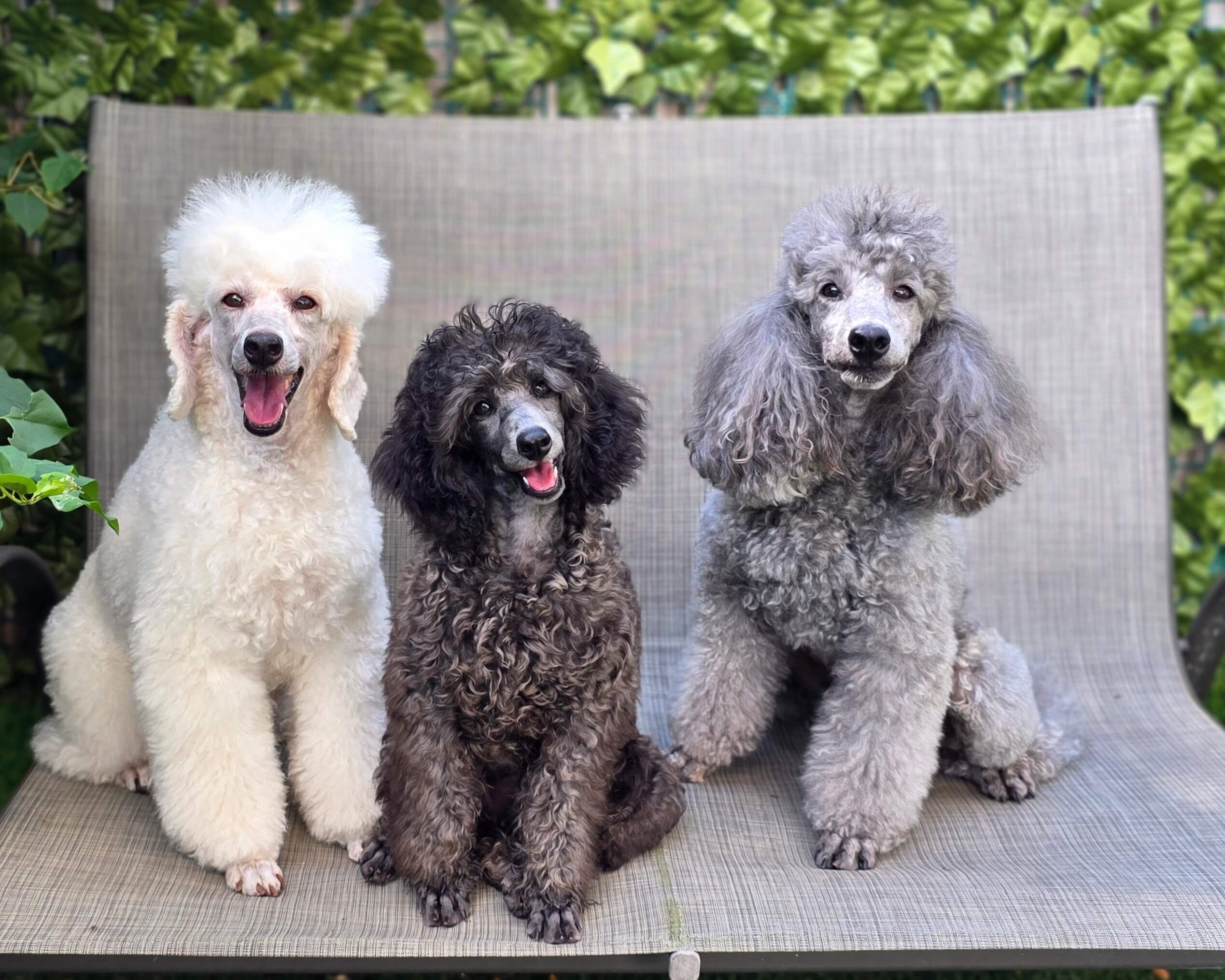Playful poodle enjoying a sunny afternoon