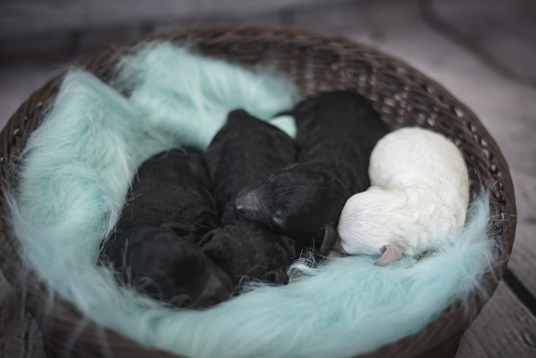 Current & Upcoming litters