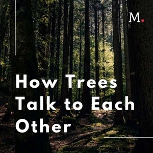 How Trees Talk to Each Other audio documentary cover